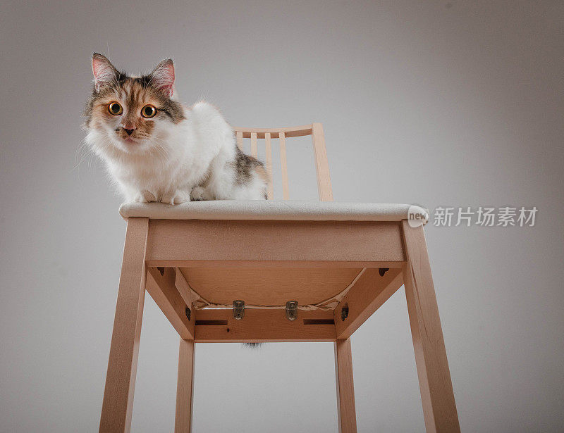 椅子上的漂亮白花猫直视着镜头