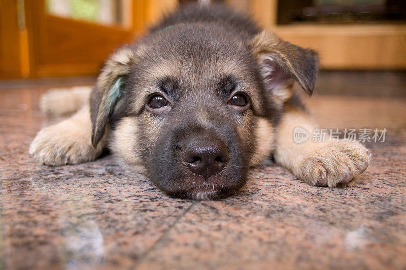 德国牧羊犬的小狗