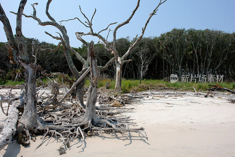浮木的根和树桩
