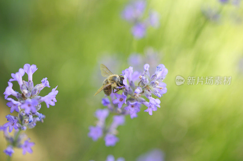 夏日薰衣草与工蜂