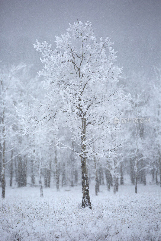 暴风雪期间被雪覆盖的树木