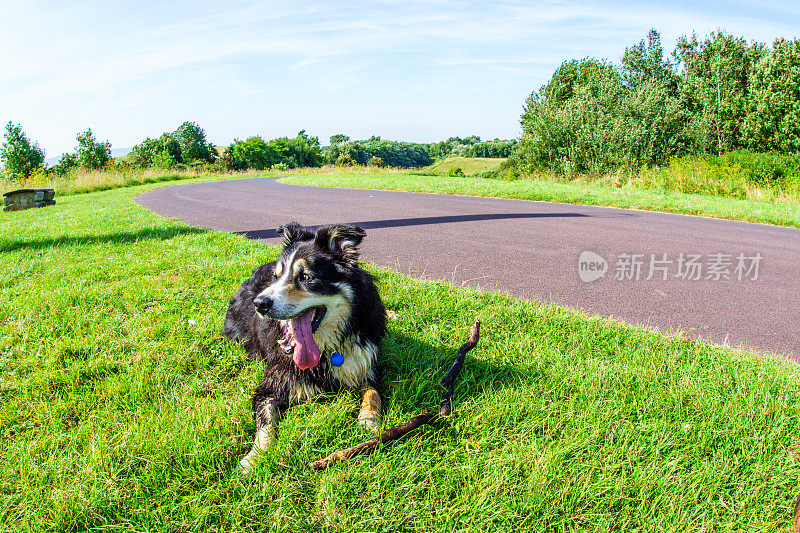 博德牧羊犬躺在草地上