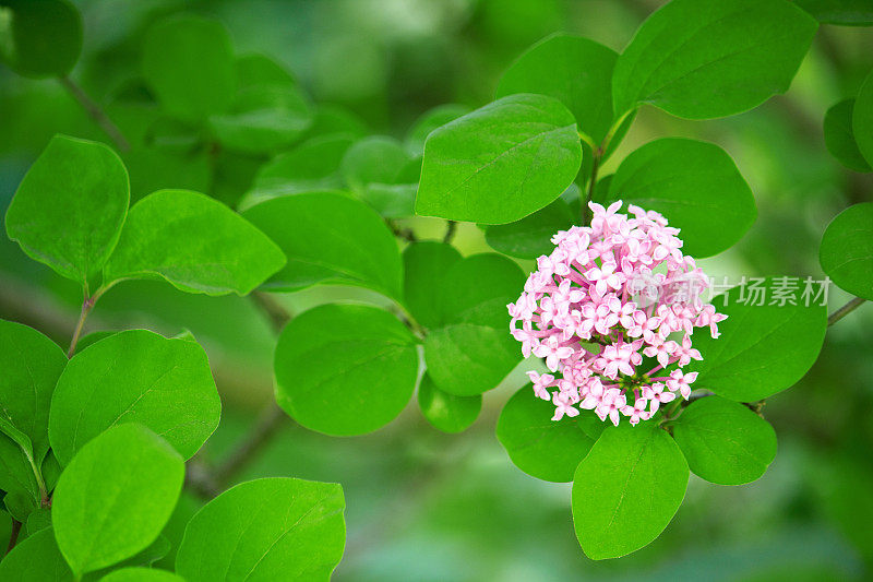 紫丁香(淡紫色)。