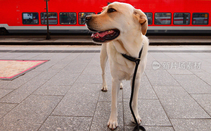 拉布拉多寻回犬