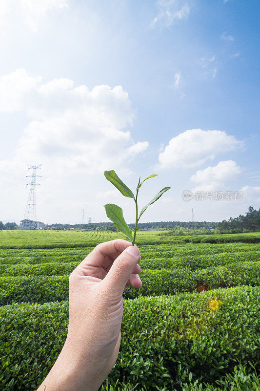 茶芽叶在手上