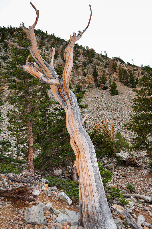 古狐尾松树桩，大盆地国家公园，内华达州