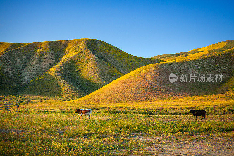 在卡里佐平原北部连绵起伏的山前，奶牛正在牧场上吃草