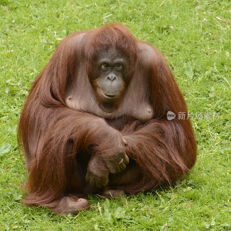 婆罗洲的猩猩