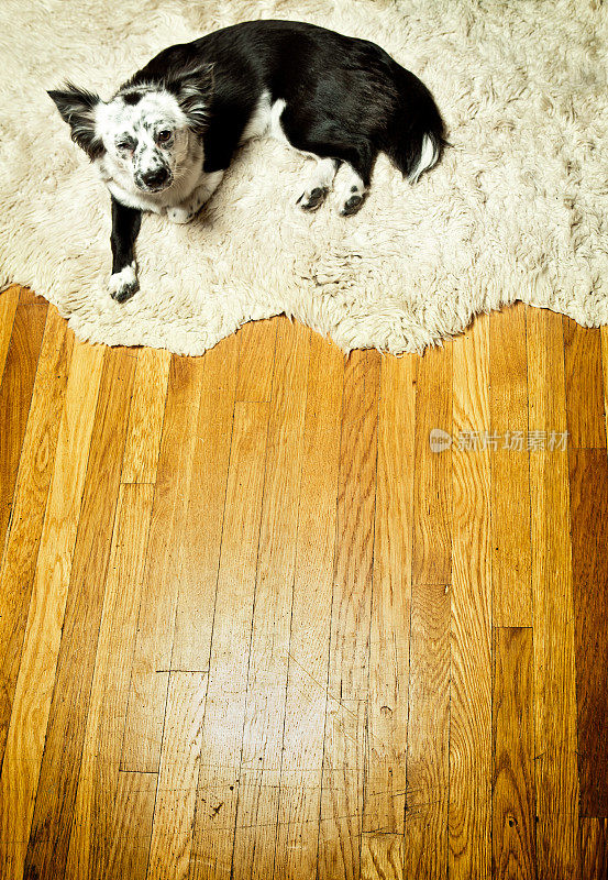 可爱的小狗狗在粗绒地毯上