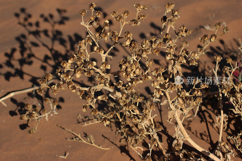 纳米比亚:纳米布沙漠中的干燥植物