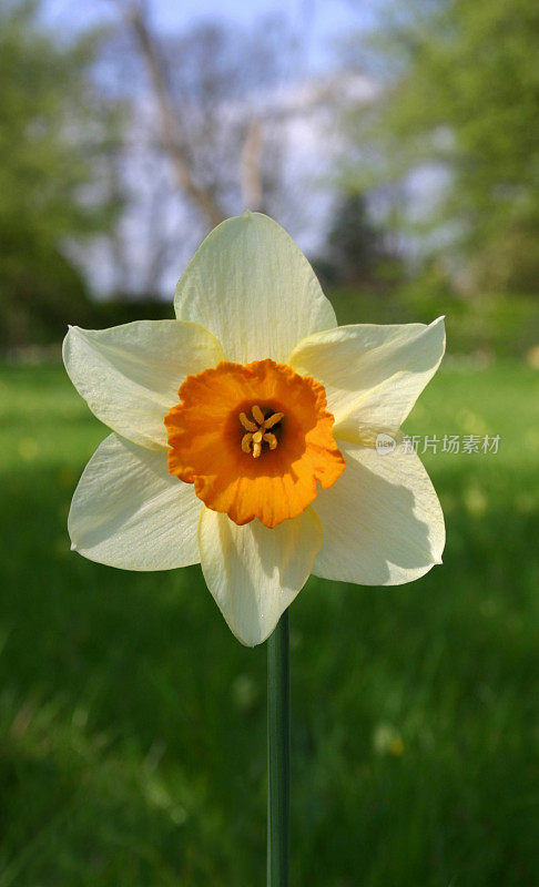 春花:橙色水仙花系列——墨林水仙花