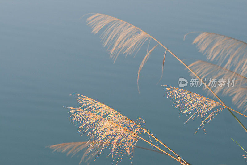 芦苇的特写