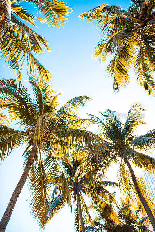迈阿密的热带棕榈树
