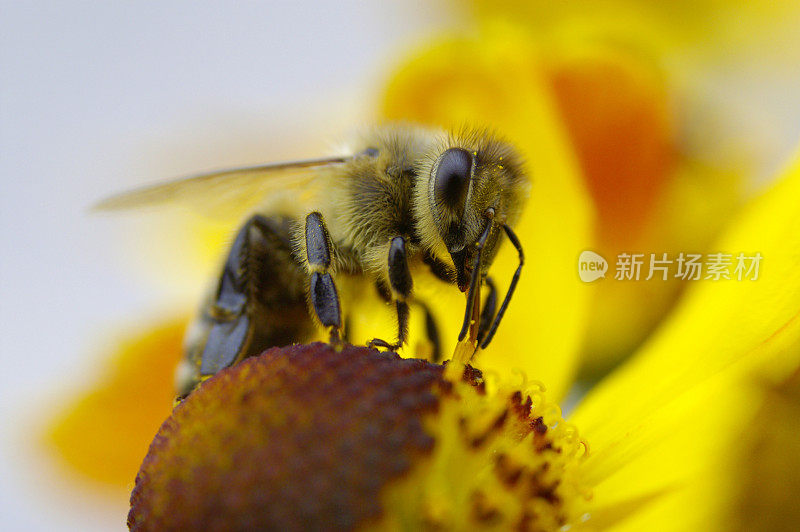 来自蜜蜂的宏