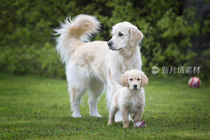 骄傲的狗妈妈和她的小狗