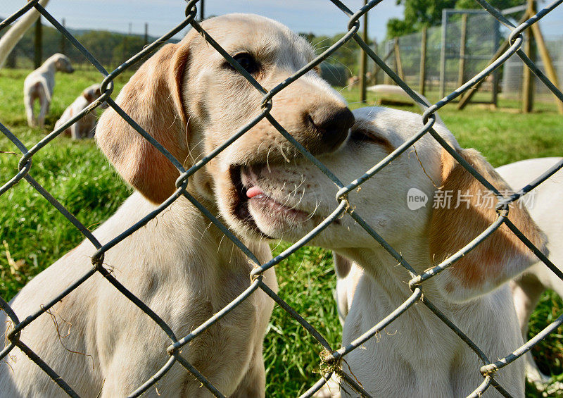 英国养犬