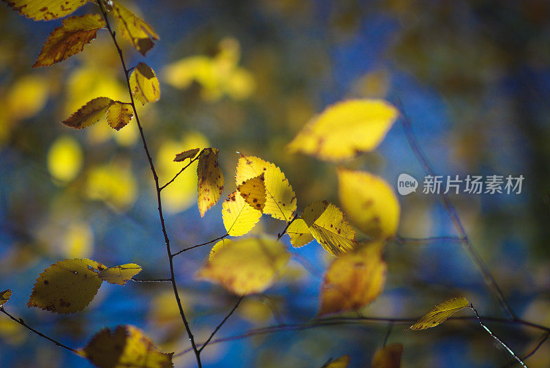 秋叶上的微光模糊了背景