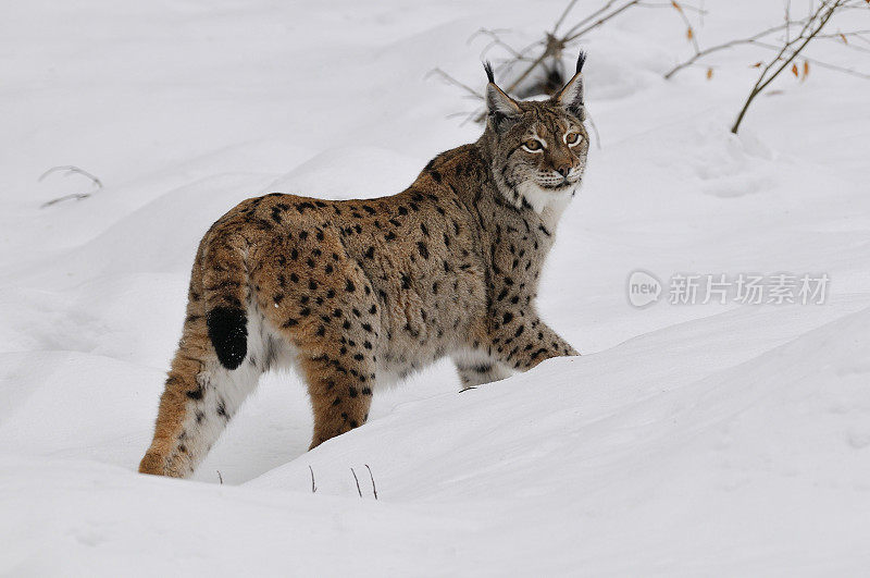 雪地里的欧亚猞猁