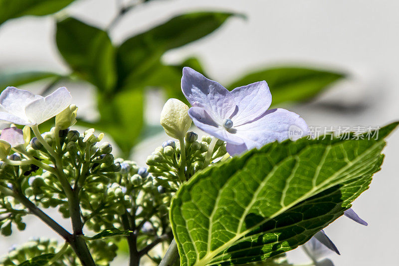 あじさいの花