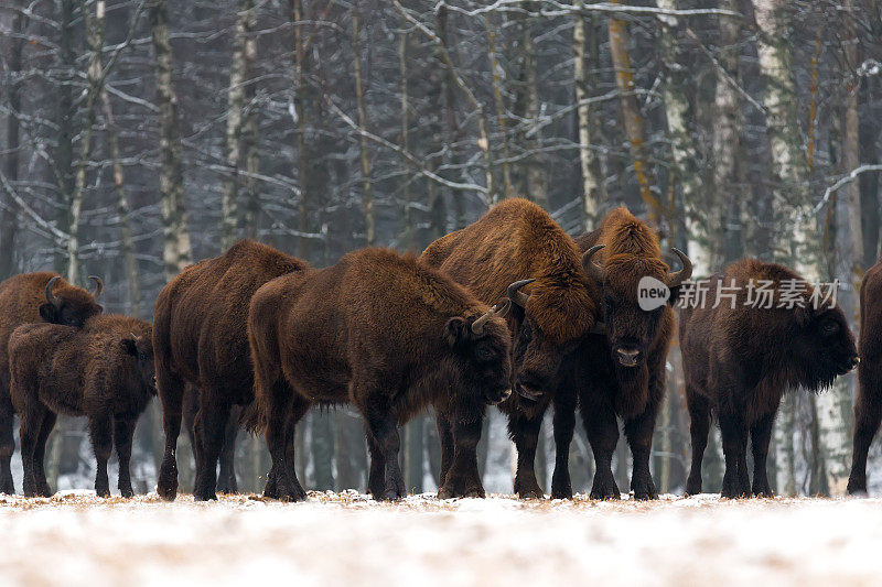 一群野牛站在冬日的原野上。森林背景上有几头棕色的大野牛。森林背景上有一些长着大角的公牛。野牛听到。白俄罗斯比亚沃维耶扎森林保护区。波兰