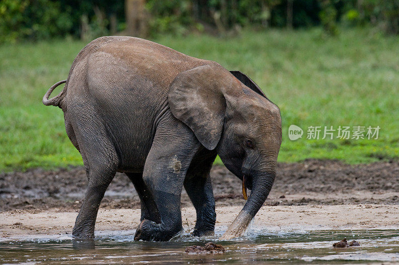 一只小森林象。中非共和国。刚果共和国。Dzanga-Sangha特别保护区。