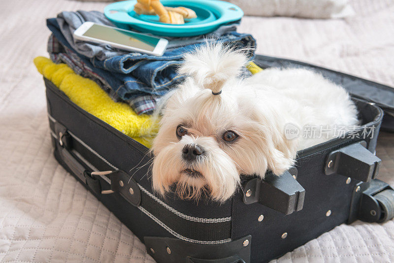 狗坐在手提箱里