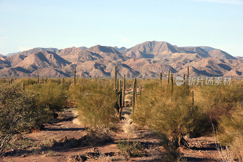 墨西哥南部下加利福尼亚偏远索诺拉沙漠的仙人掌