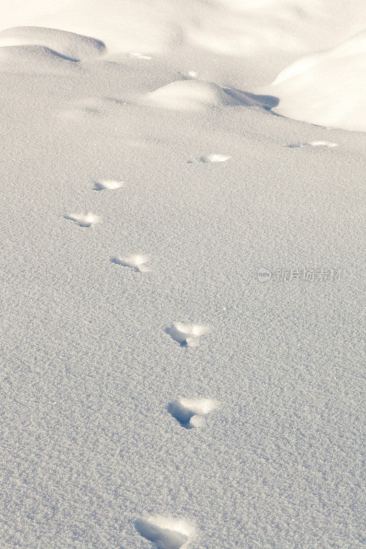 雪鞋野兔在雪地上留下的足迹