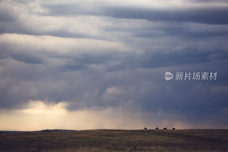 蒙大拿风景区-牛群在乌云下的地平线上吃草