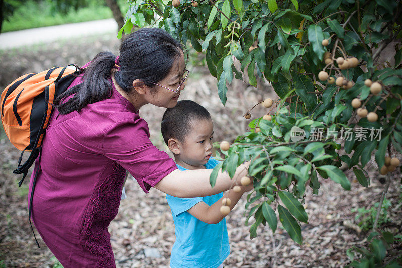 龙眼种植园里的亚洲妇女和孩子