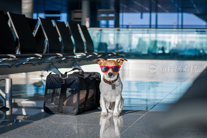 狗在机场候机楼度假
