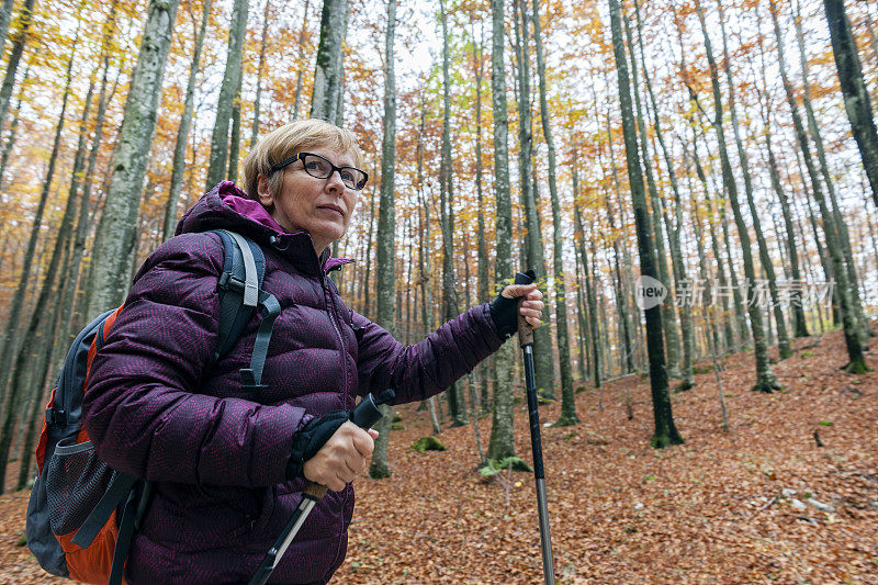 年长妇女徒步旅行秋天的森林，朱利安阿尔卑斯山，斯洛文尼亚，欧洲