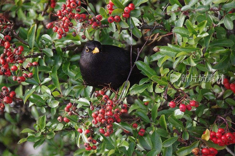 黑鸟采摘浆果的