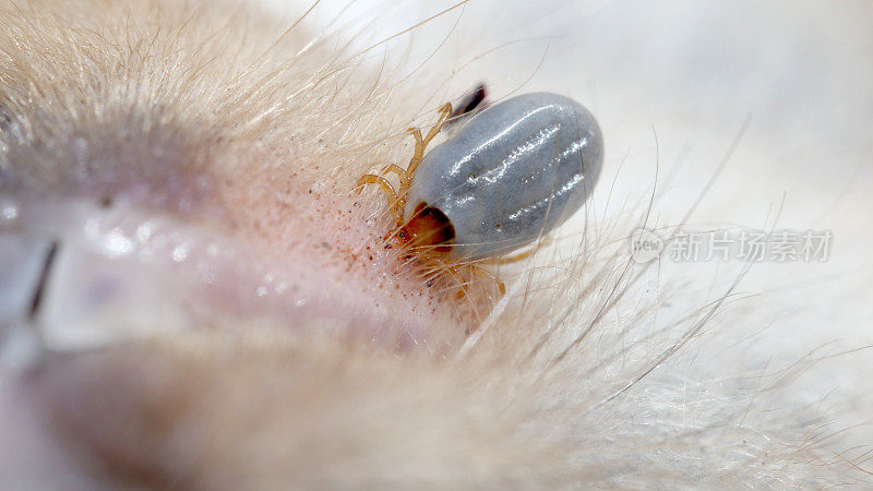 狗蜱，麻痹蜱虫是莱姆病的寄生虫载体