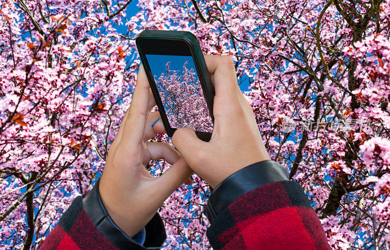 年轻女子用照相机拍摄樱花对着蓝天