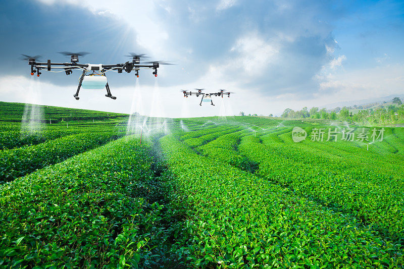 农业无人机飞向绿茶喷洒肥料