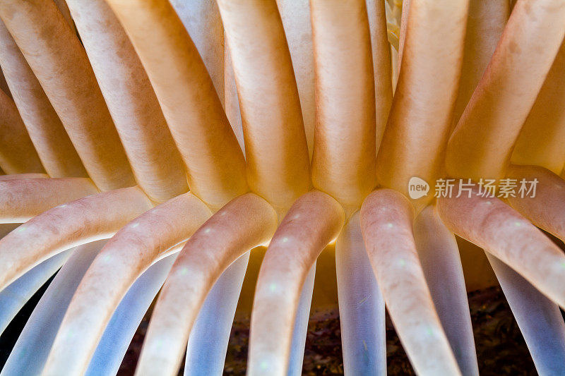 管状海葵的侧面细节