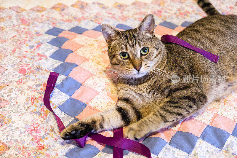 可爱的条纹虎斑猫在床上玩紫色的丝带
