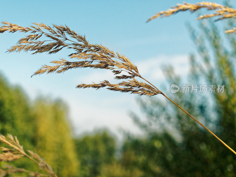 阳光灿烂的草地后面的草地