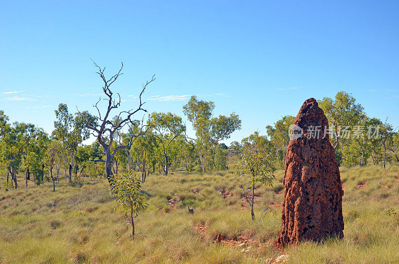 巨大的红土白蚁丘，在澳大利亚北部昆士兰内陆的大草原国家的多刺草中