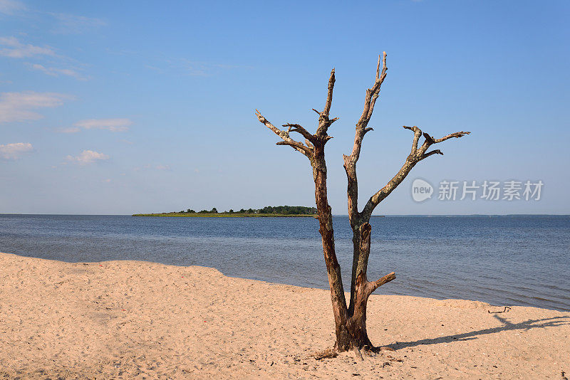 海滩上的一棵枯树