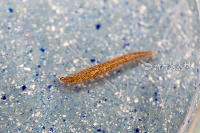 水蛭是一种分节蠕虫，属于环节动物门，组成水蛭亚纲，生活在稻田蟹。