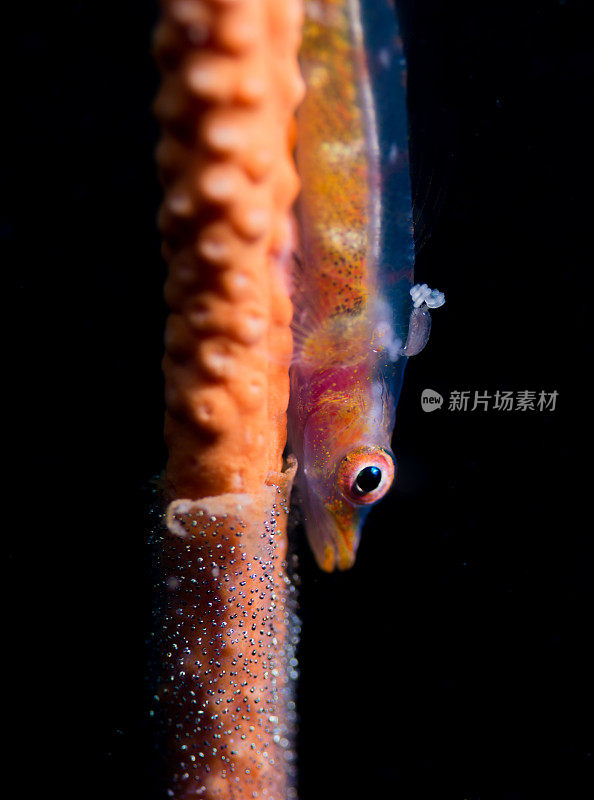 鞭珊瑚虾虎鱼