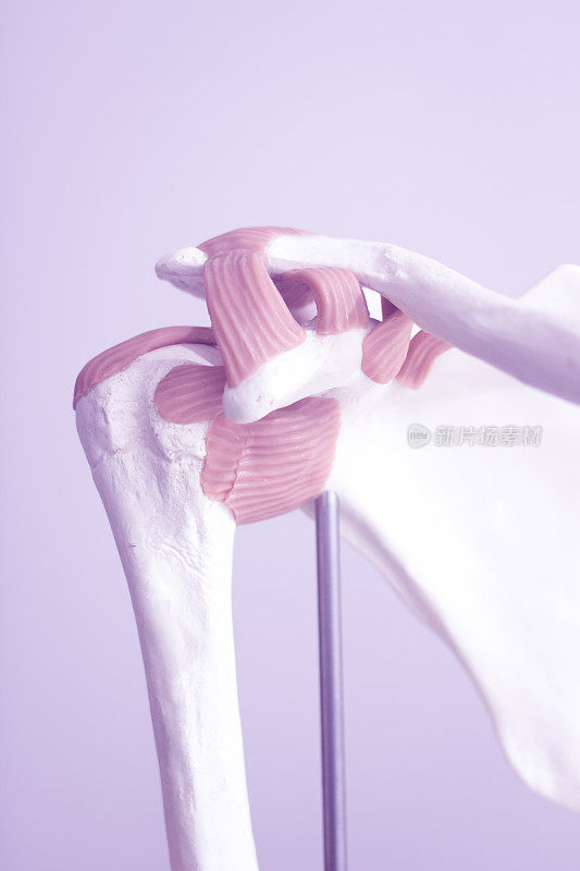 人体肩关节医学教学模型显示骨骼、韧带、肌腱和软骨。