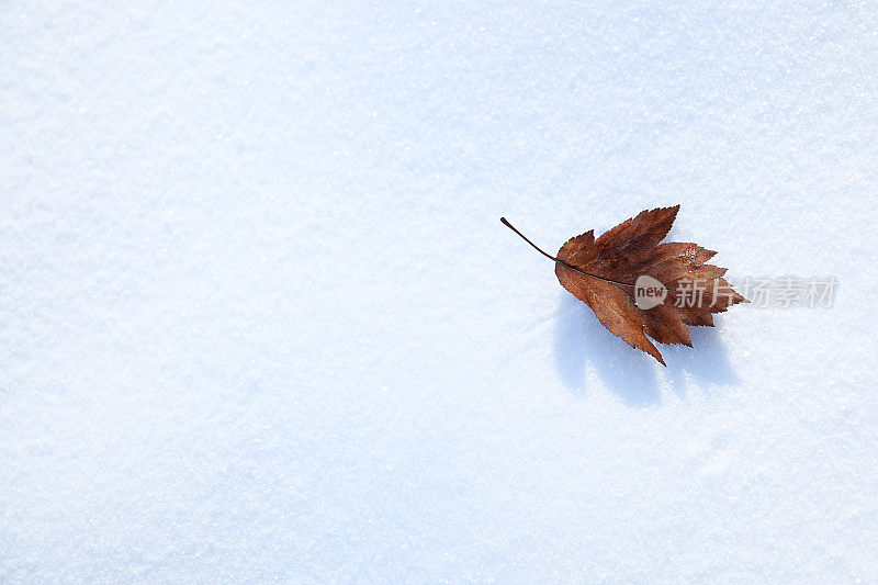 雪花上的秋叶