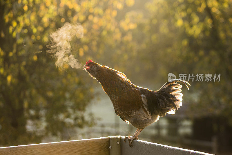 清晨啼叫的公鸡