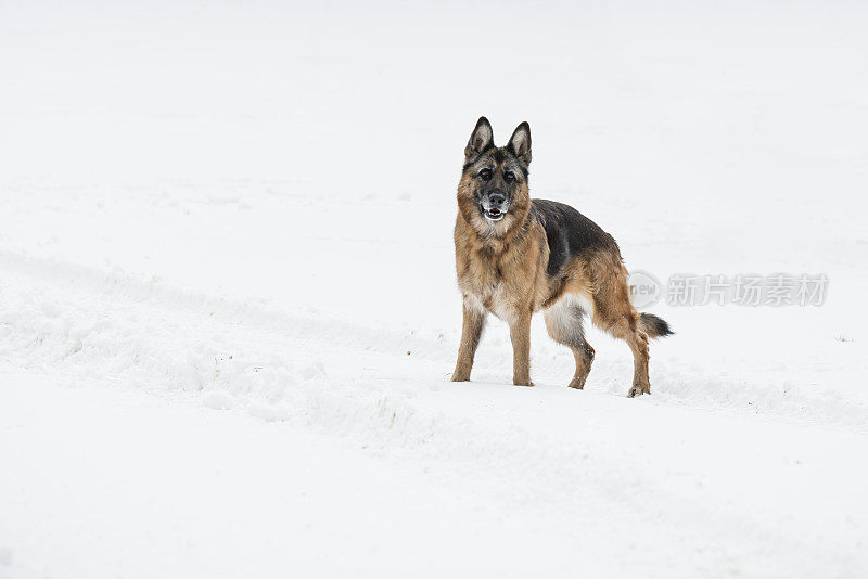 雪中的狗