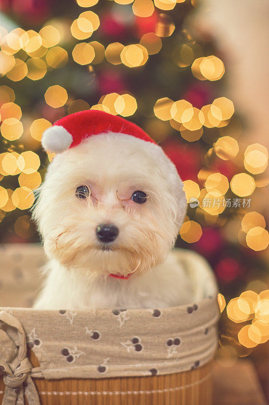 可爱的马耳他小狗在圣诞树前