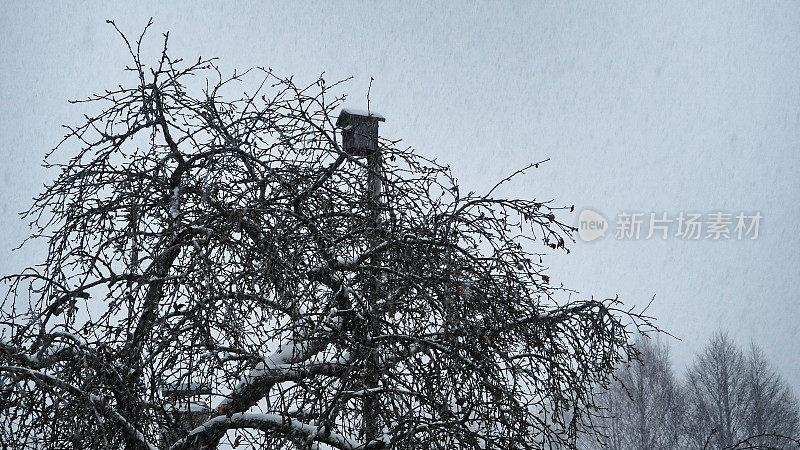 降雪上面树木