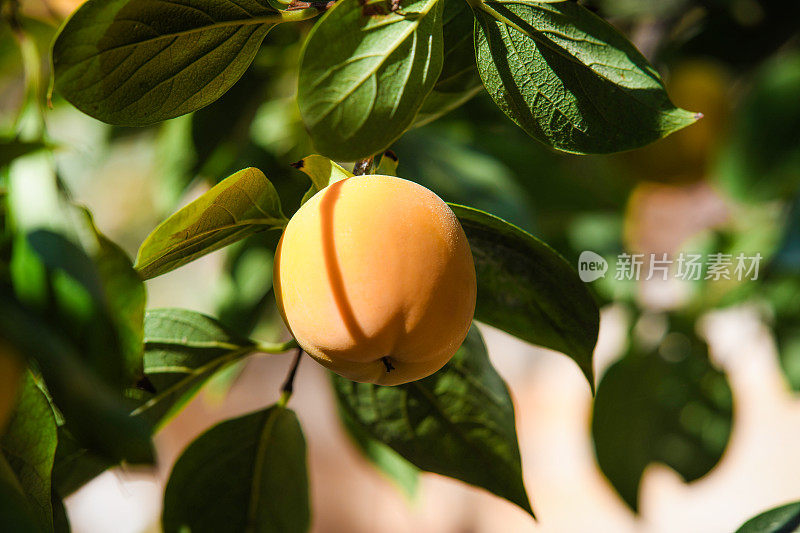 日本的一种柿子树，有橙色的果实和绿色的叶子
